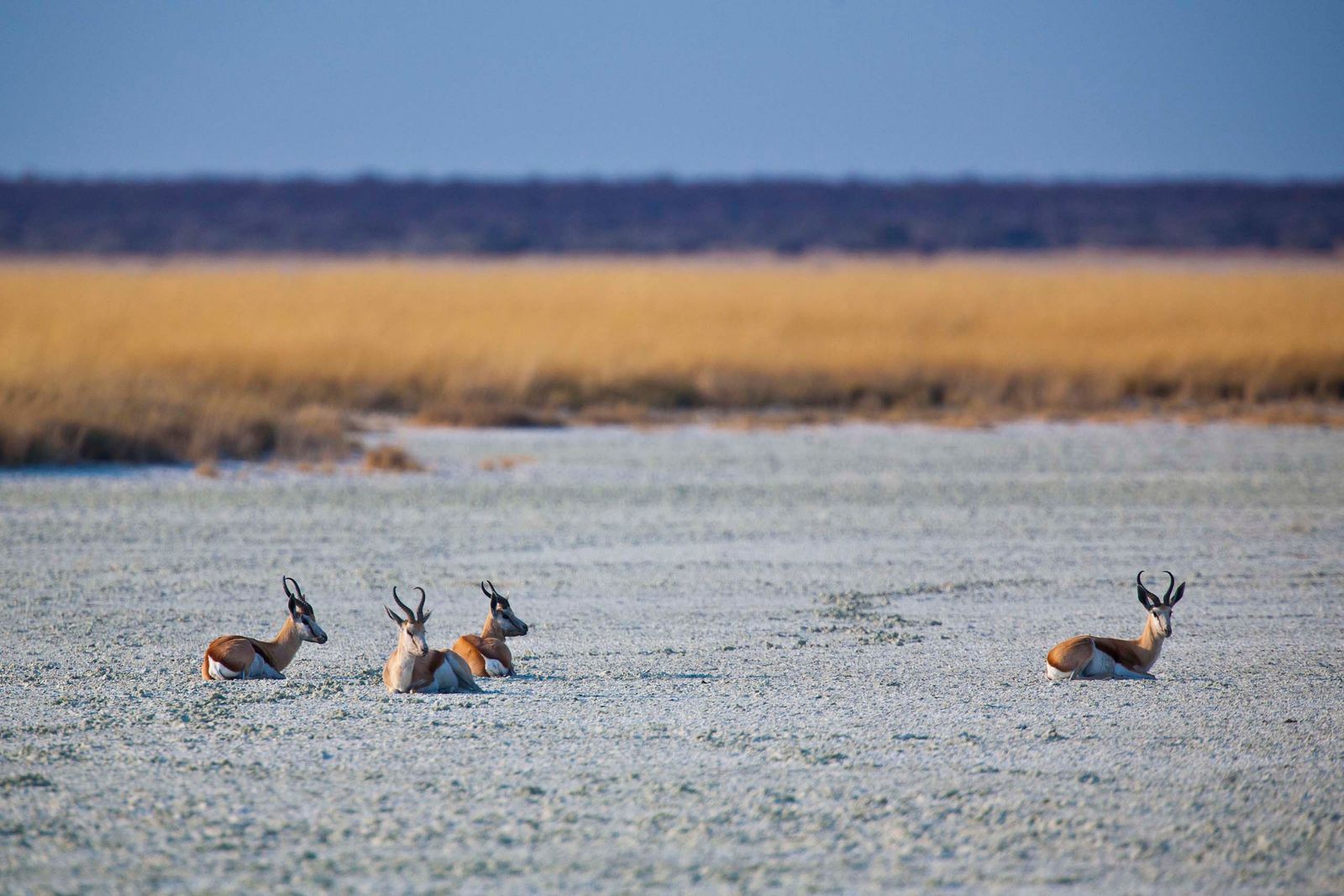 Namibie Wildlife Etosha Springbokken 2.jpg - Jambo Safari Club