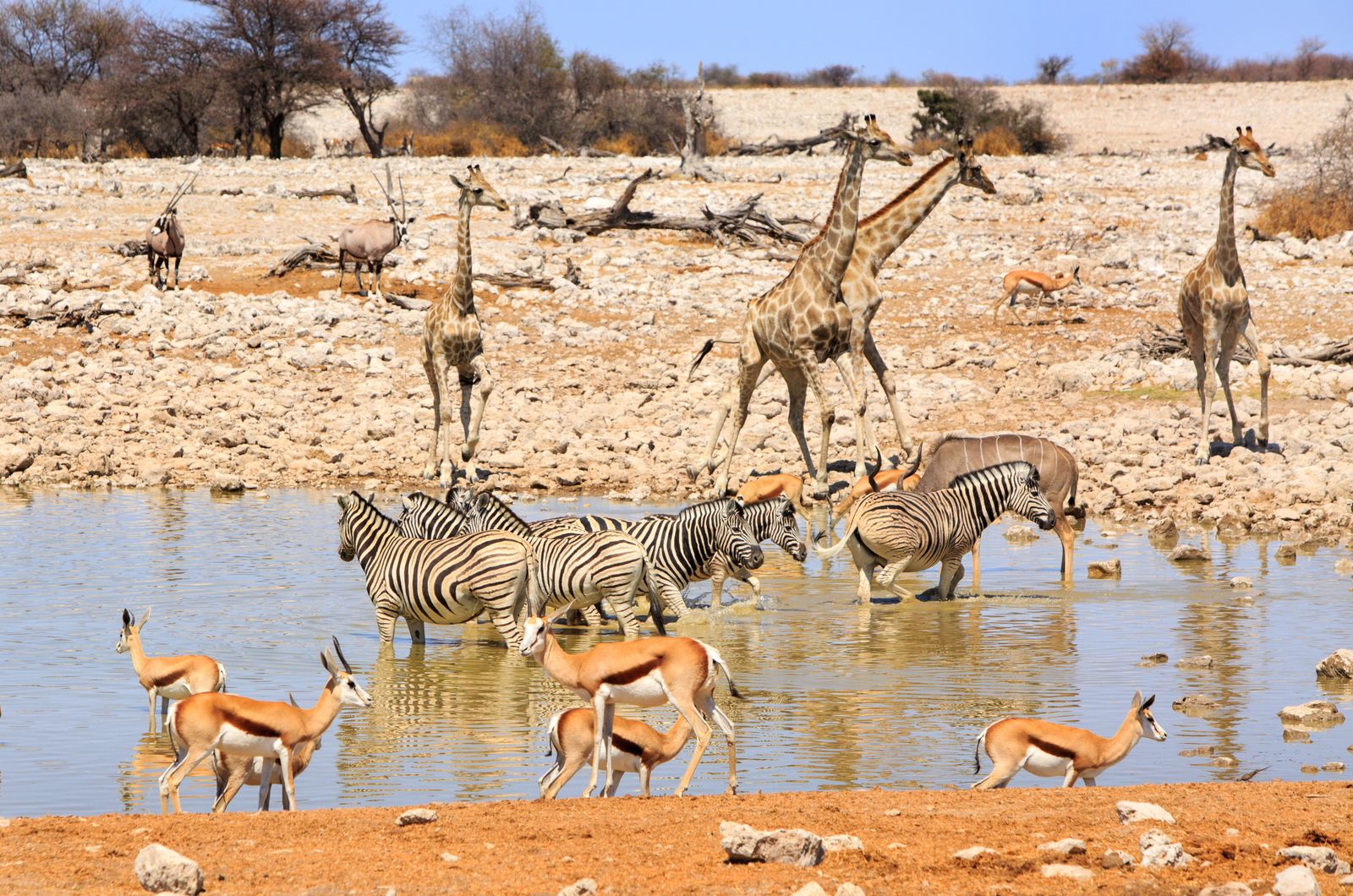 Namibie Wildlife Etosha Zebras Giraffen Springbokken 222262927 SH.jpg - Jambo Safari Club