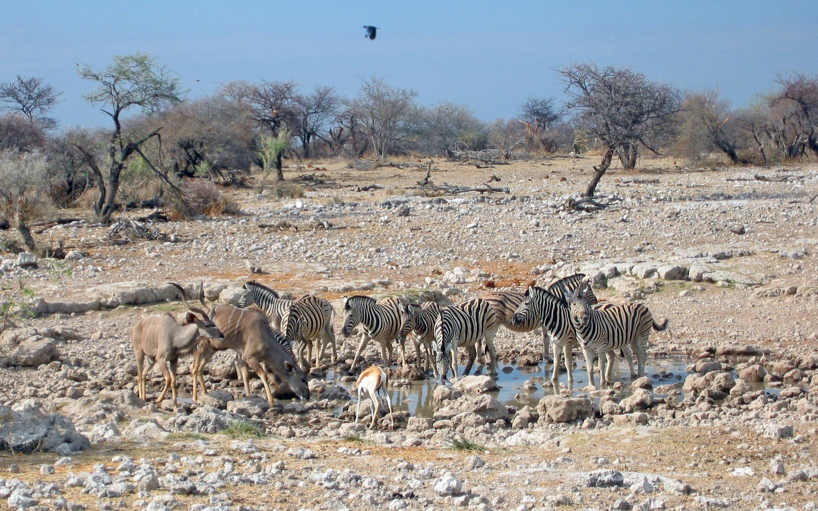 Namibie Wildlife Etosha Zebras Koedoes drinkplaats.jpg - Jambo Safari Club
