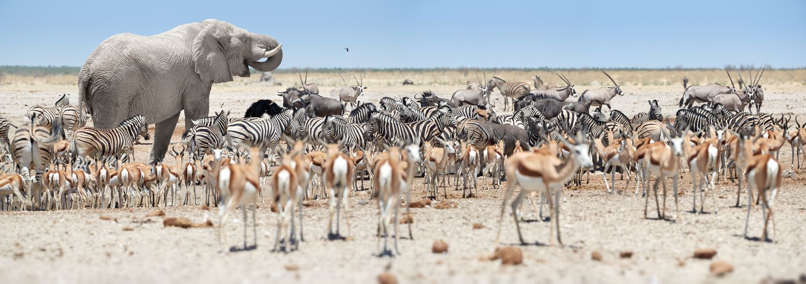 Namibie Wildlife Etosha Zebras Springbokken Olifant Gnoes 1251704059 SH.jpg - Jambo Safari Club