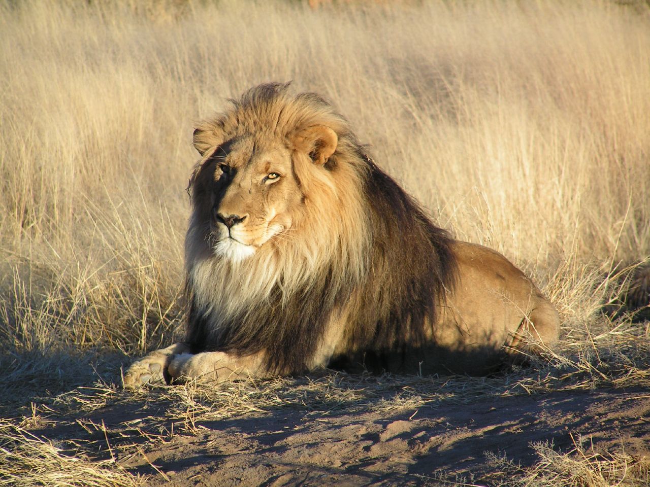 Namibie Wildlife Leeuw 1.jpg - Jambo Safari Club