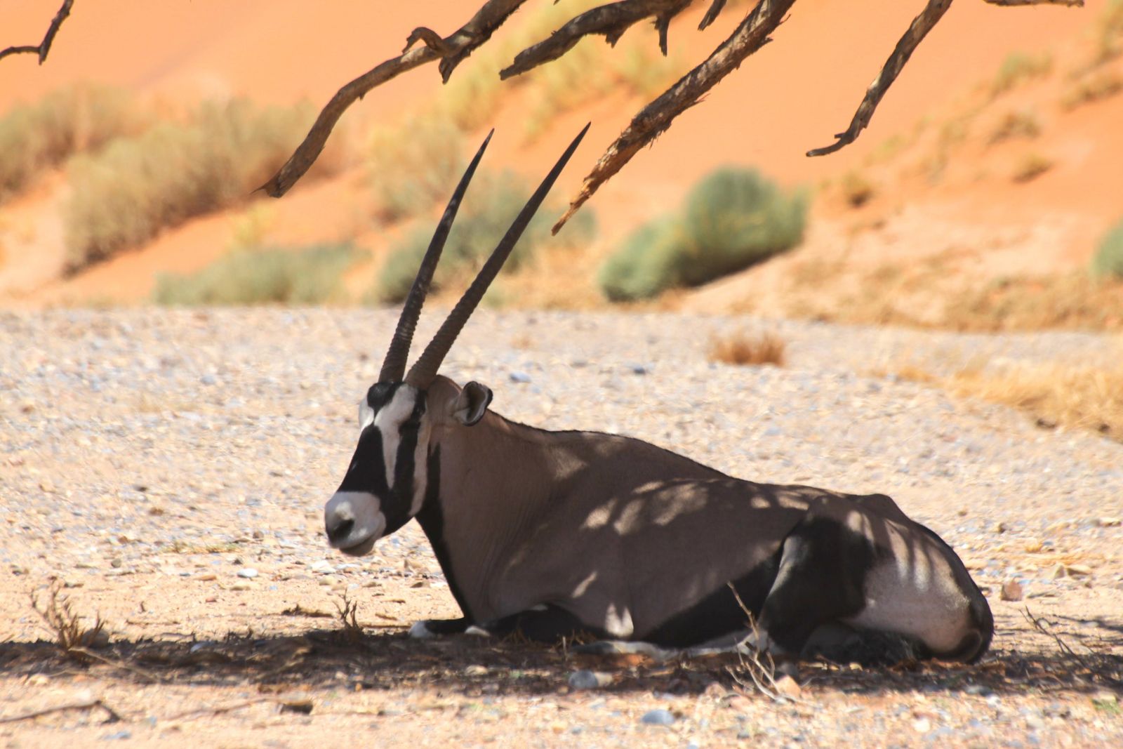 Namibie Wildlife Sossusvlei Desert Homestead Outpost Gemsbok Oryx 1.jpg - Jambo Safari Club