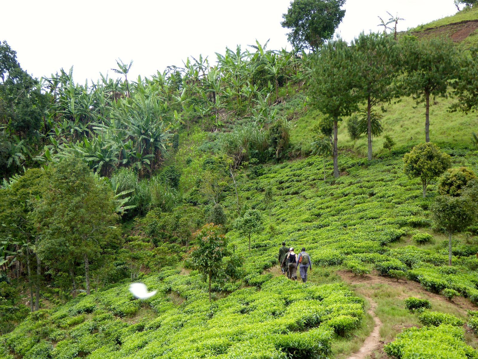 Oeganda Activiteiten Bwindi gorilla tracking KS 17.JPG - Jambo Safari Club