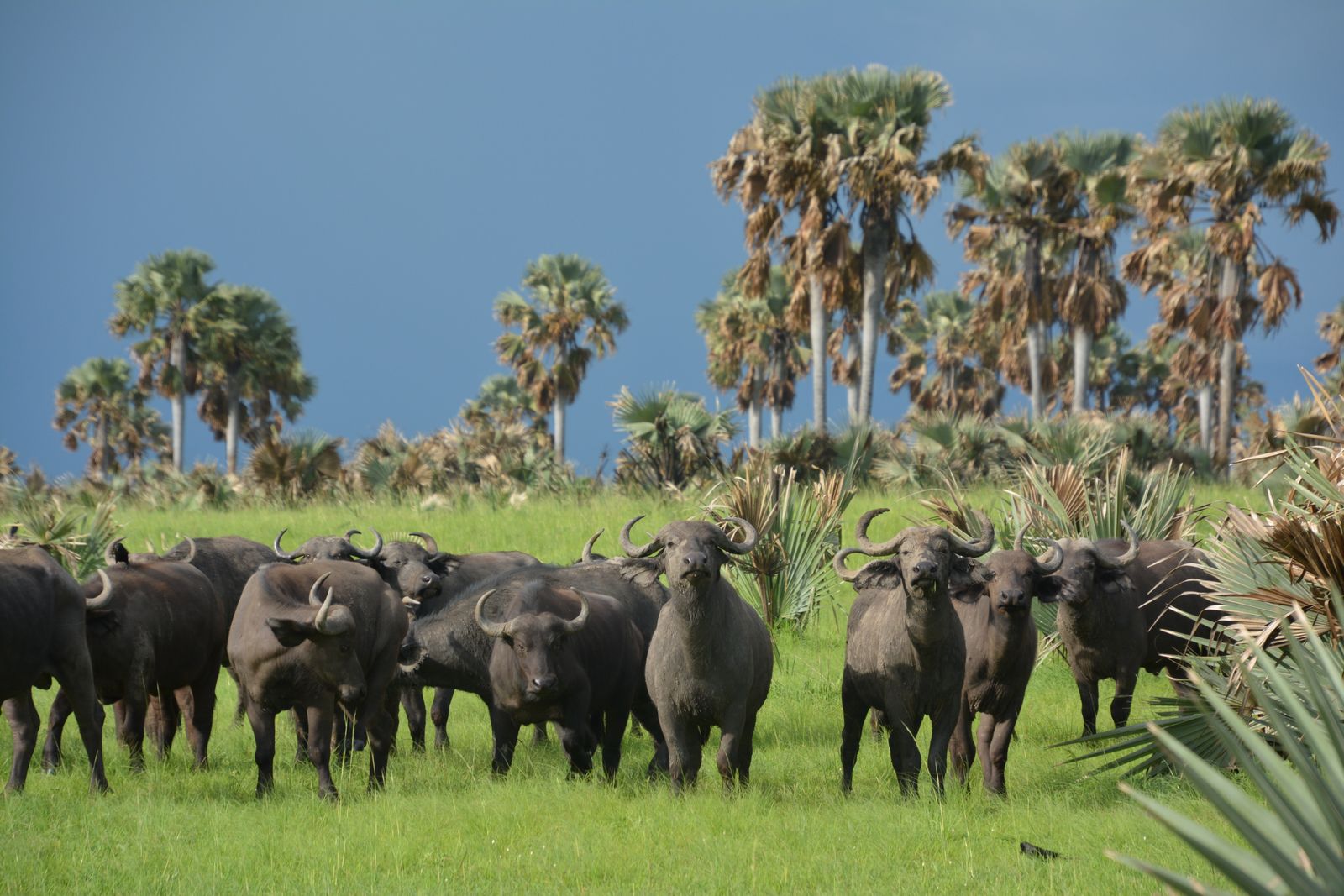 Oeganda Wildlife Murchison Falls buffels LB 6.JPG - Jambo Safari Club