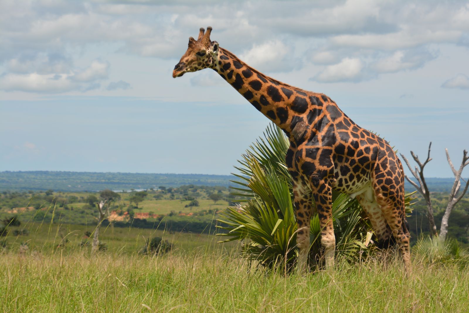 Oeganda Wildlife Murchison Falls giraffen KS 3.JPG - Jambo Safari Club