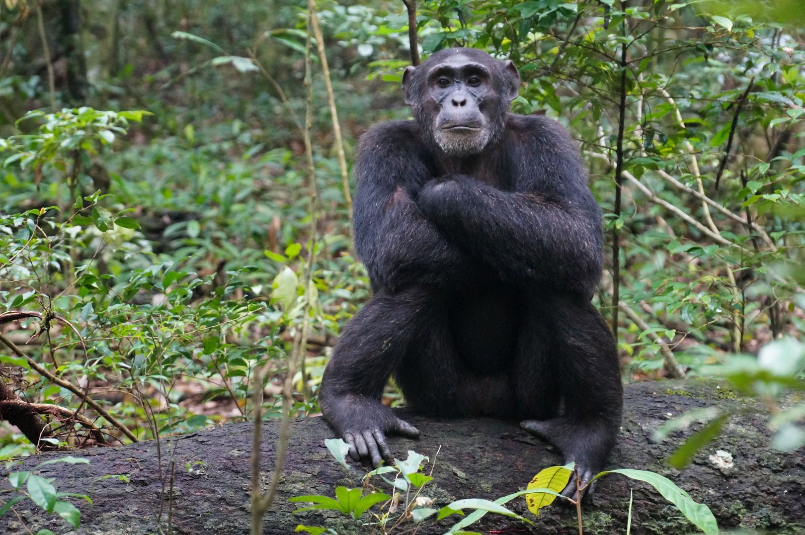 Oeganda Wildlife chimpansee JK 6.jpg - Jambo Safari Club