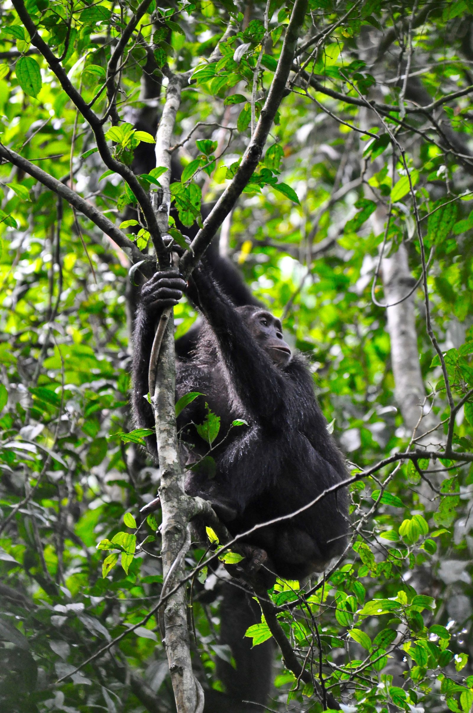 Oeganda Wildlife chimpansee KS 4.jpg - Jambo Safari Club
