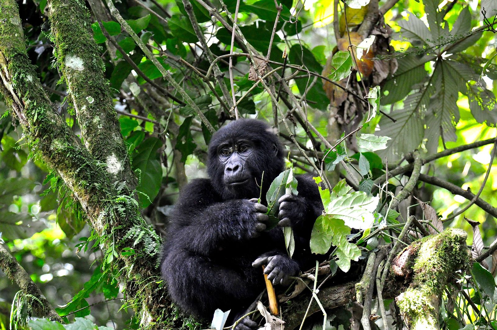 Oeganda Wildlife gorilla KS 26.jpg - Jambo Safari Club