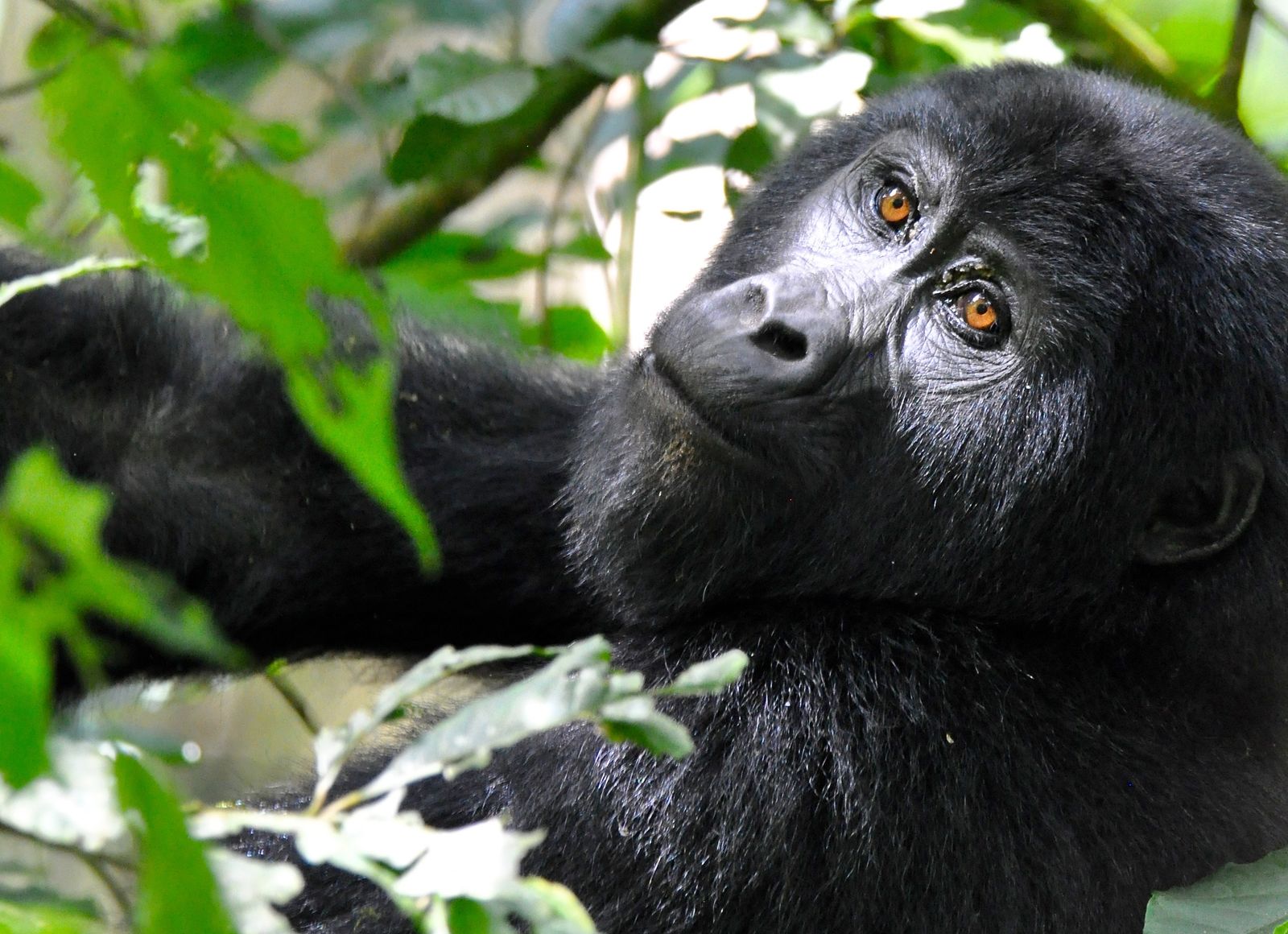 Oeganda Wildlife gorilla KS 9.jpg - Jambo Safari Club