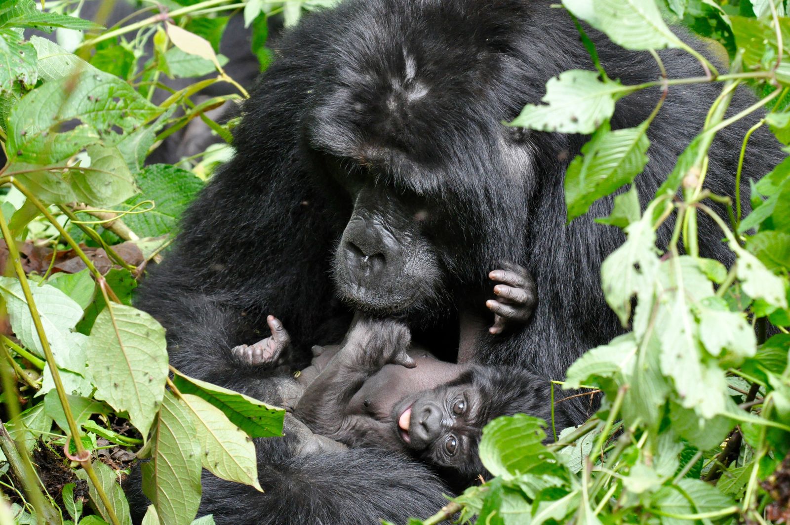 Oeganda Wildlife gorilla met baby KS 10.jpg - Jambo Safari Club