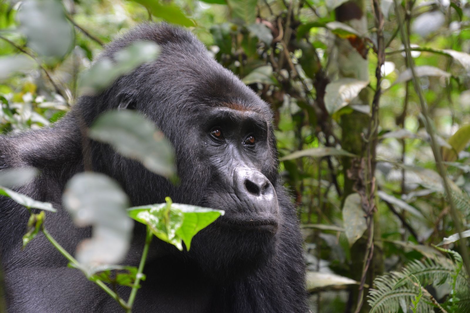 Oeganda Wildlife gorillas LB 2.JPG - Jambo Safari Club