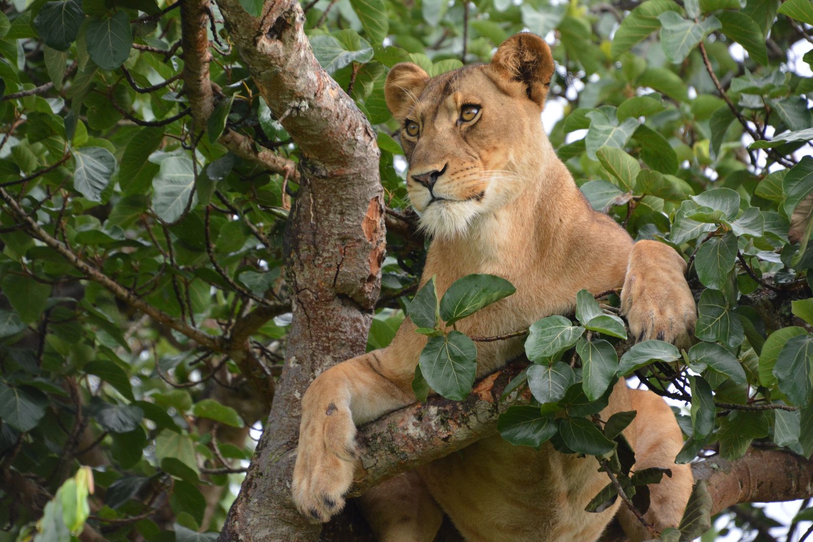Oeganda Wildlife leeuwin in boom LB 5.JPG - Jambo Safari Club