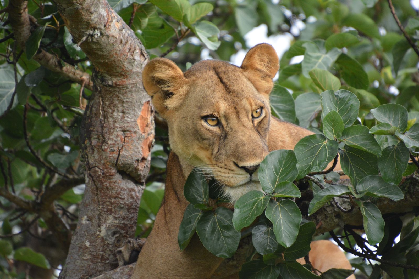 Oeganda Wildlife leeuwin in boom LB 6.JPG - Jambo Safari Club