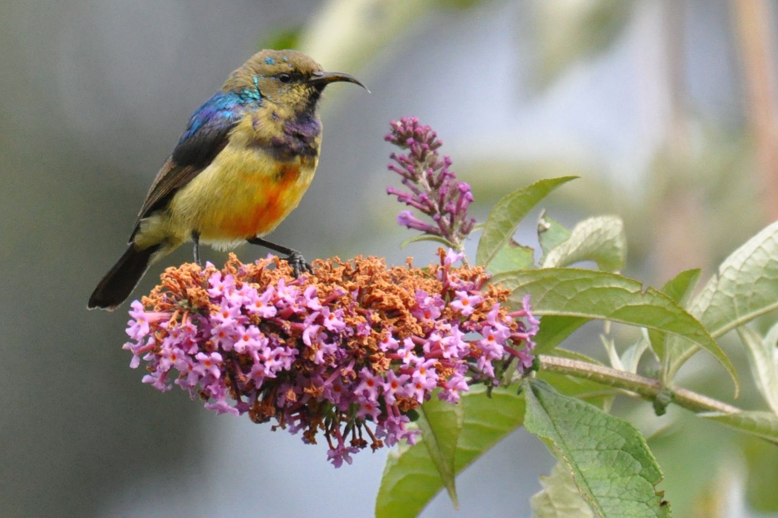 Oeganda Wildlife vogels KS.jpg - Jambo Safari Club
