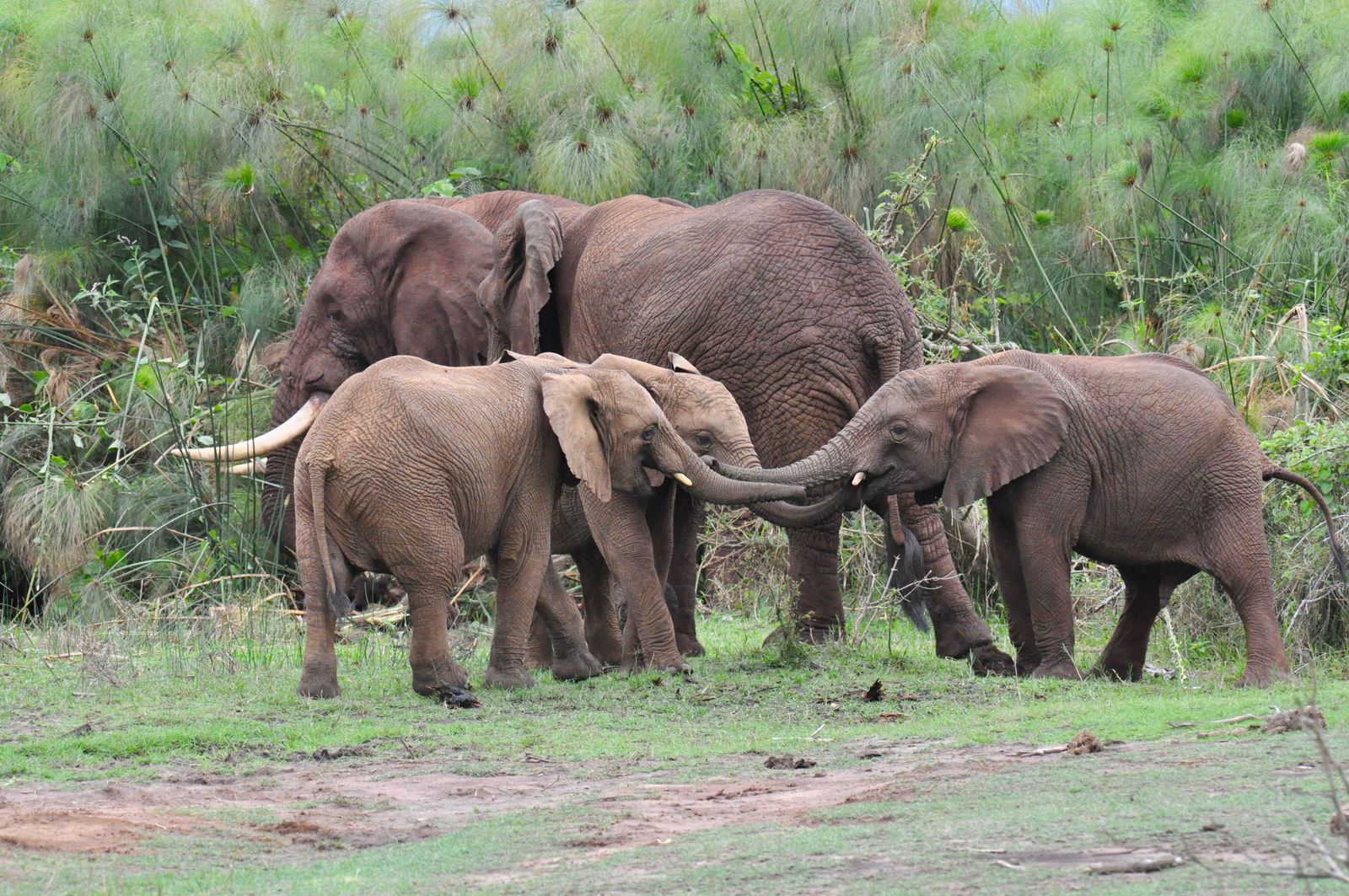 Rwanda Wildlife Akagera olifanten KS 4.jpg - Jambo Safari Club