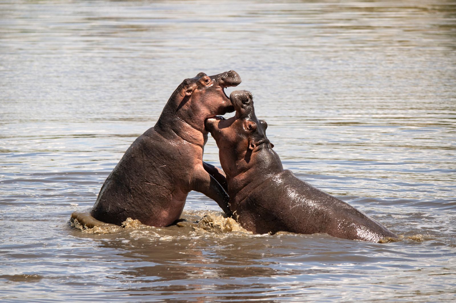 Tanzania Serengeti andBeyond Grumeti Serengeti River Lodge wildlife hippos playing in river &BB.jpg - Jambo Safari Club
