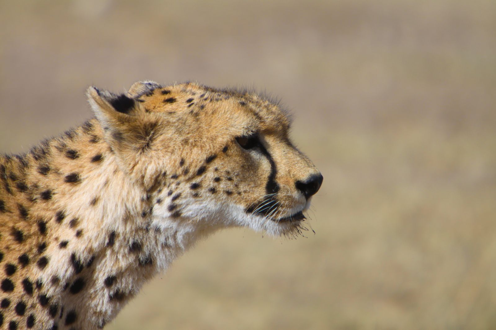 Tanzania Wildlife Ndutu cheeta J 1.jpg - Jambo Safari Club