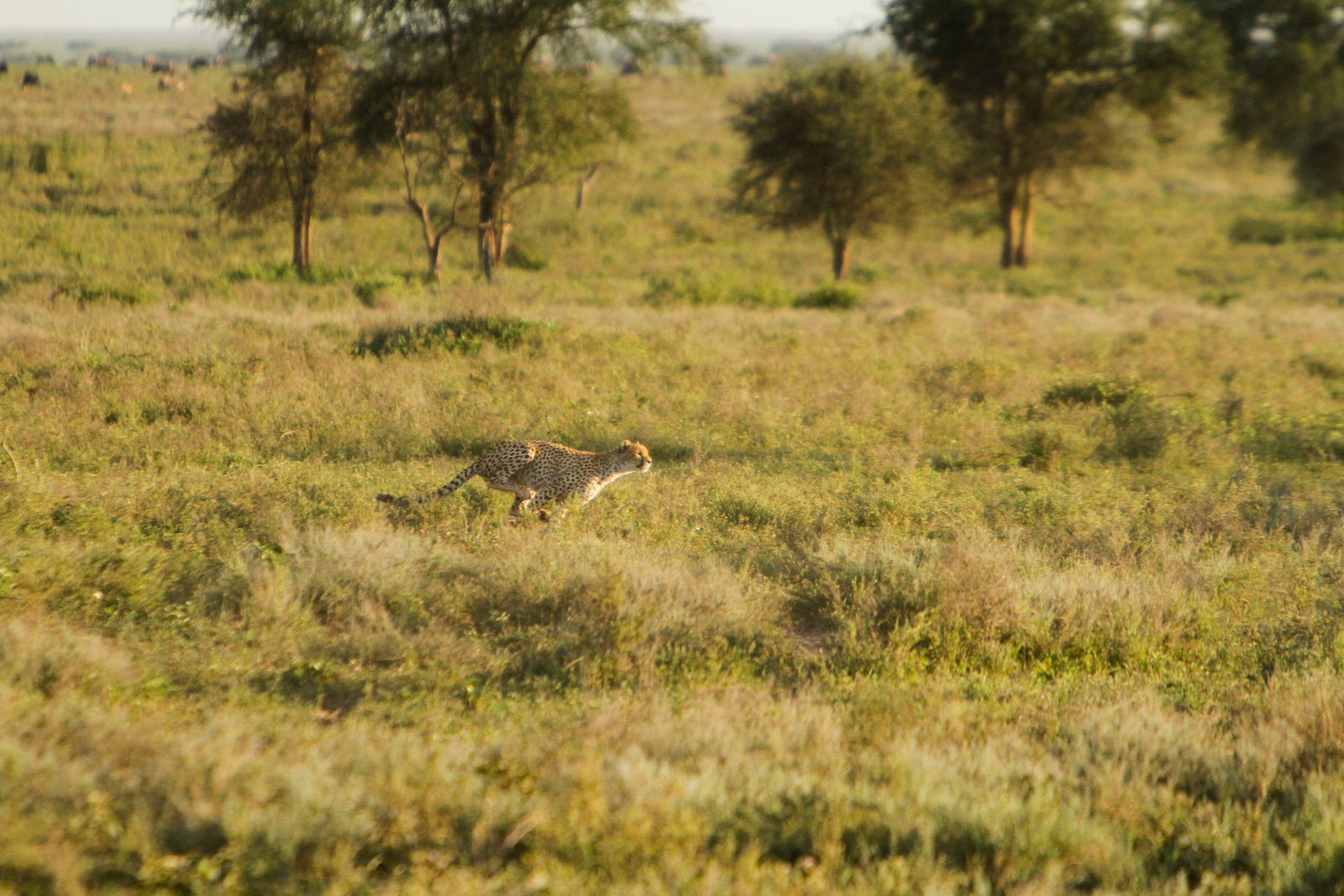 Tanzania Wildlife Ndutu cheeta rennend MC 1.jpg - Jambo Safari Club