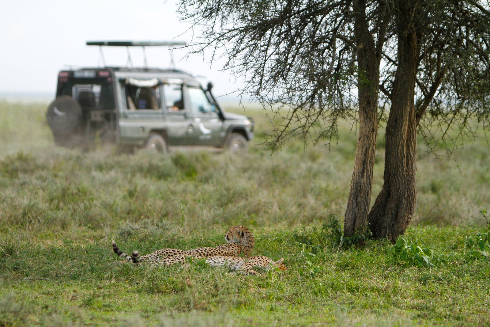 Tanzania Wildlife Ndutu cheeta voertuig MC 1.jpg - Jambo Safari Club