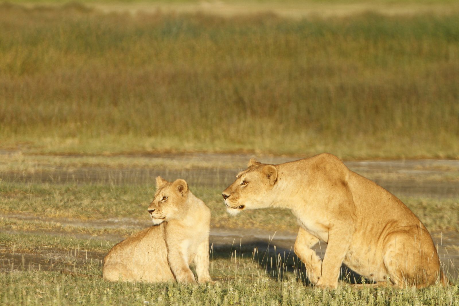 Tanzania Wildlife Ndutu leeuw met welp MC 3 8f8fb576.JPG - Jambo Safari Club