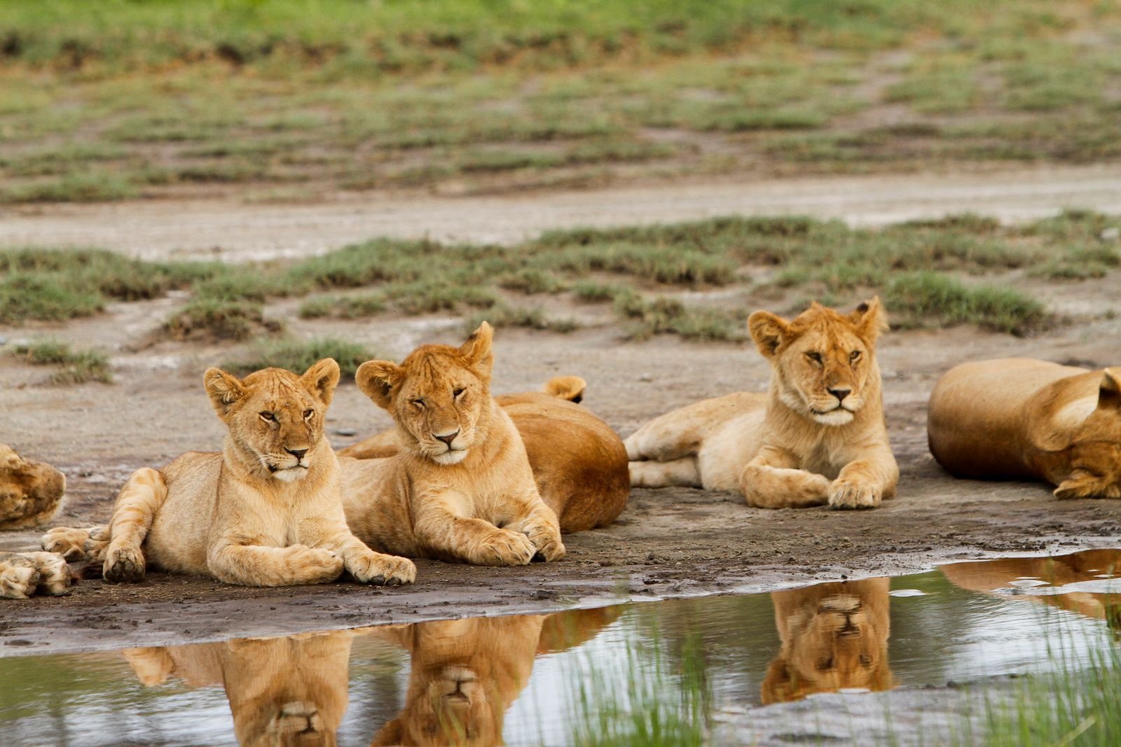 Tanzania Wildlife Ndutu leeuwen MC 5.jpg - Jambo Safari Club