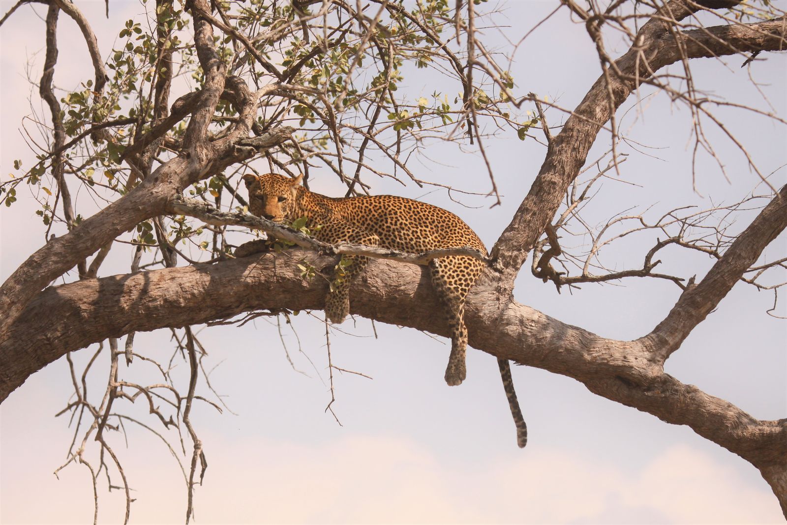 Tanzania Wildlife Selous luipaard CW 1.JPG - Jambo Safari Club