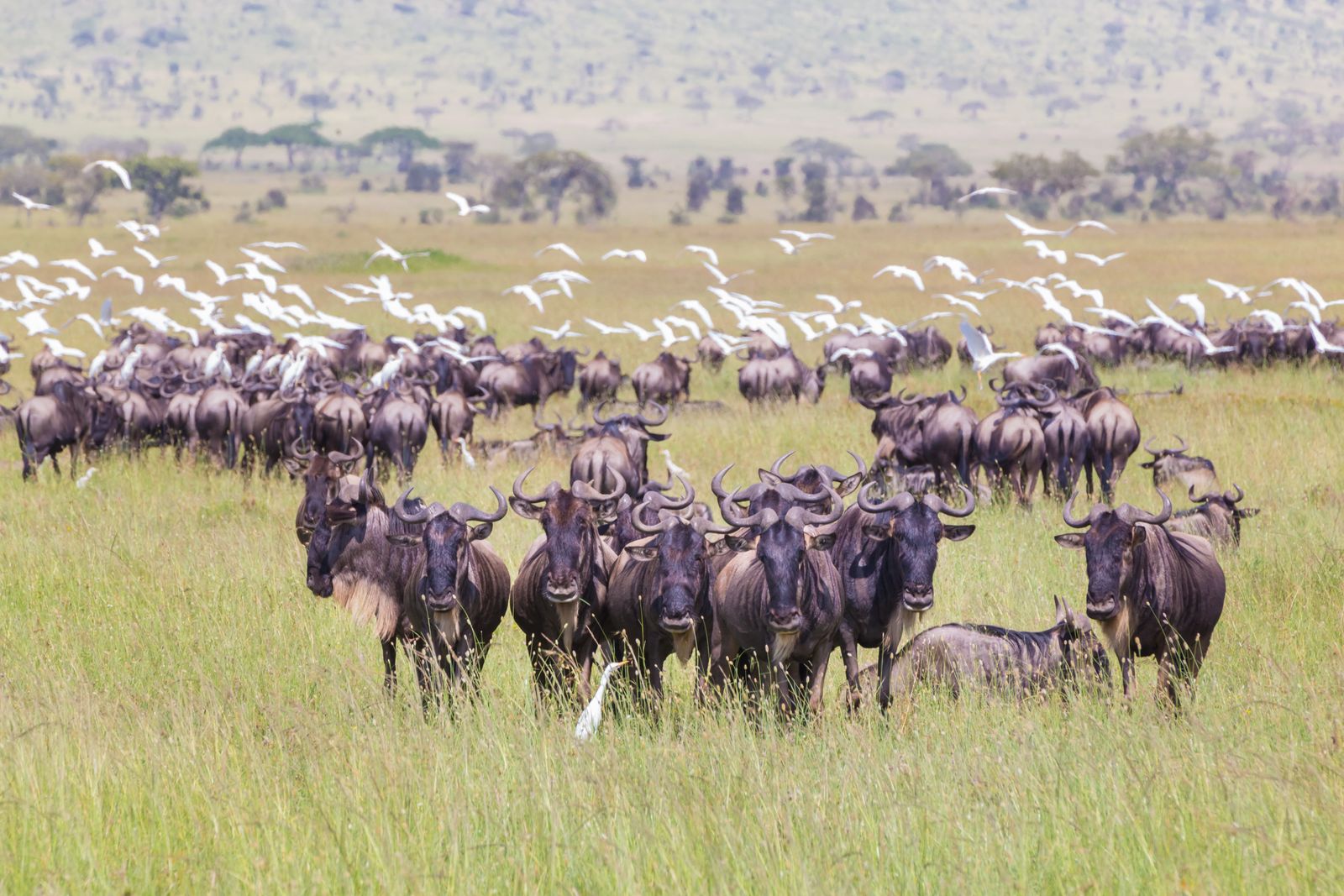 Tanzania Wildlife Serengeti gnoes migratie SH 1.jpg - Jambo Safari Club