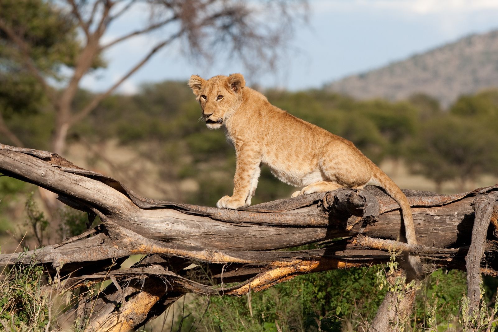 Tanzania Wildlife Serengeti leeuwtje op stronk.jpg - Jambo Safari Club