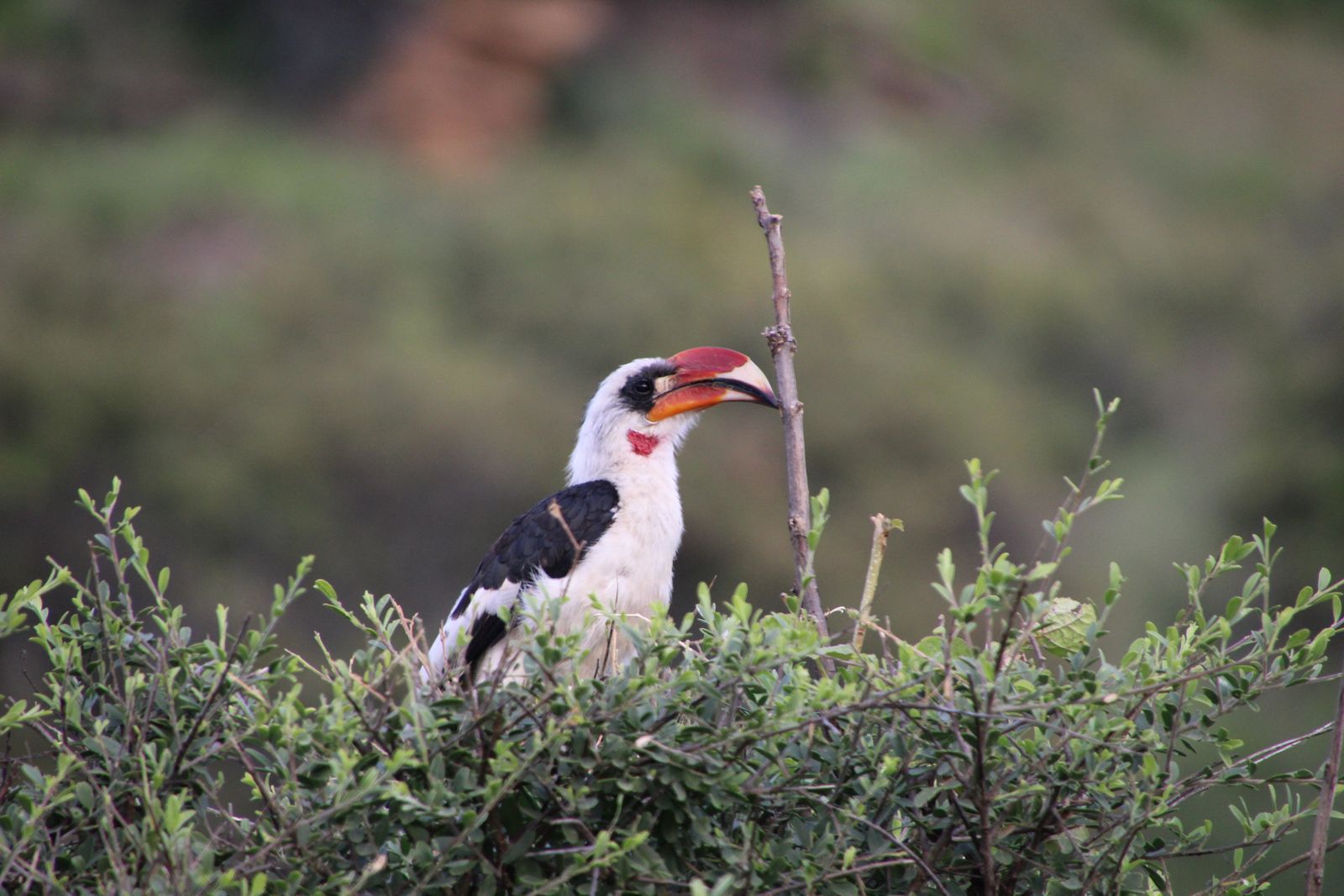 Tanzania Wildlife Tarangire vogels hoornvogel HB 1.JPG - Jambo Safari Club
