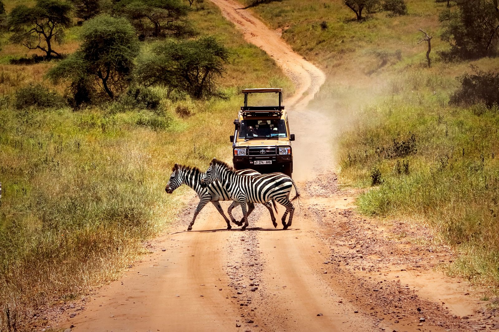 Tanzania Wildlife zebras voertuig SH 1.jpg - Jambo Safari Club
