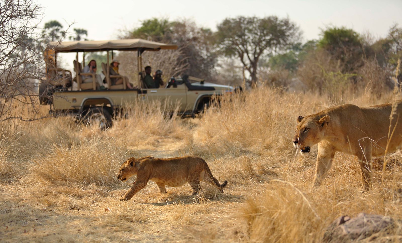 Tanzania Zuid Wildlife Activiteit safarivoertuig leeuw met kleintje.jpg - Jambo Safari Club