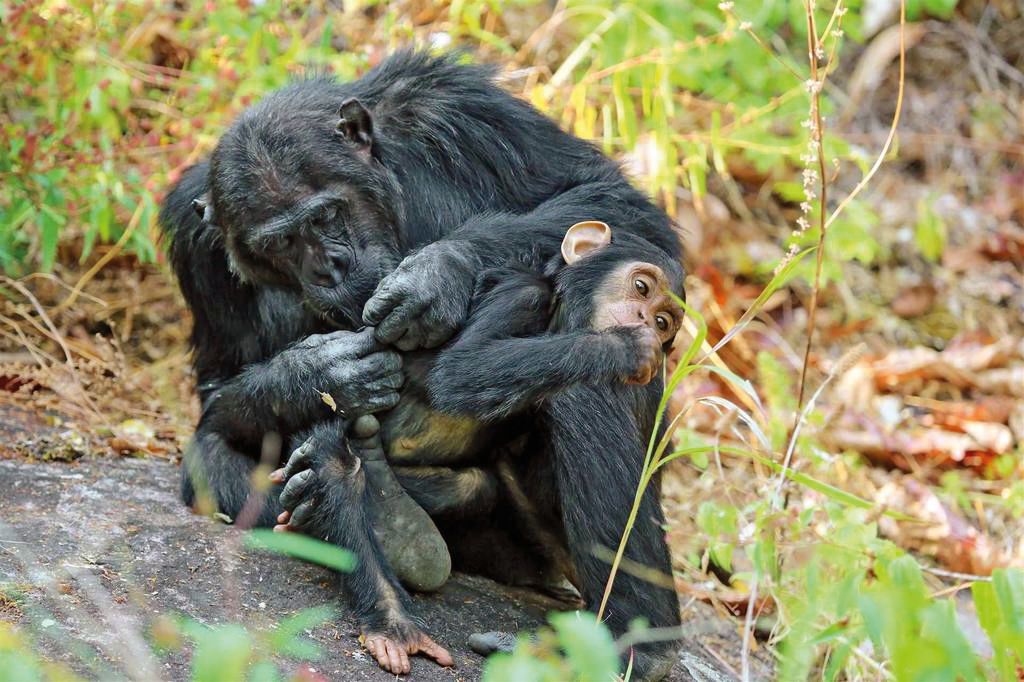 Tanzania Zuid Wildlife chimpansee.JPG - Jambo Safari Club