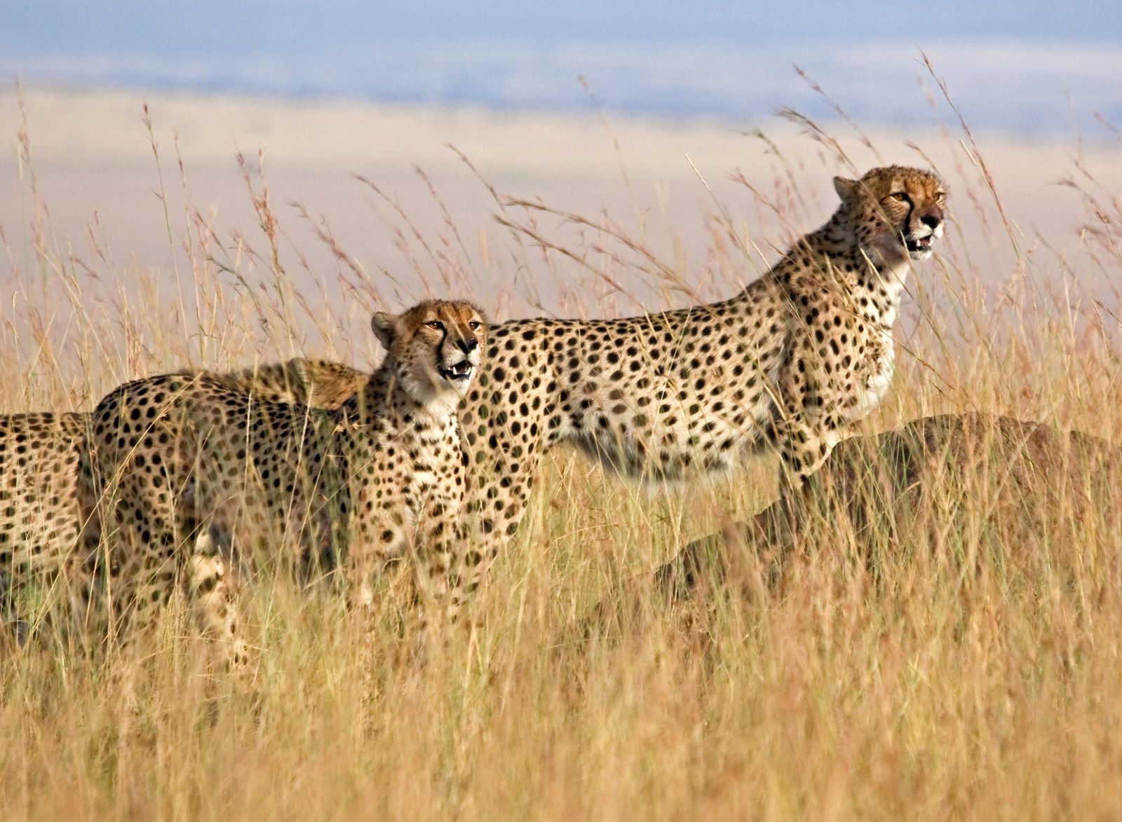 Tanzania wildlife Serengeti cheeta iStock 143176229.jpg - Jambo Safari Club