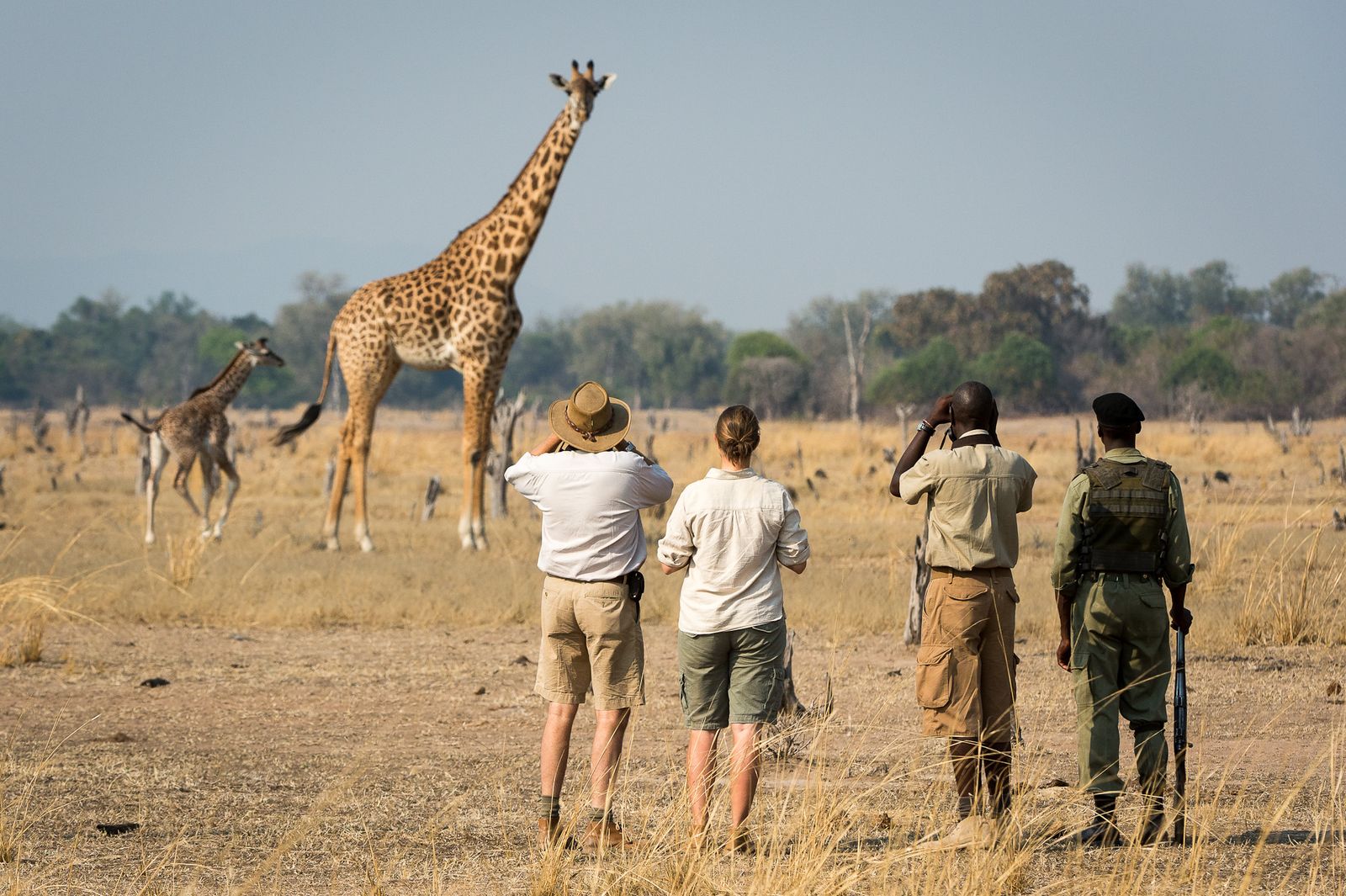 Zambia Activiteiten South Luangwa wandelsafari giraffen 3.jpg - Jambo Safari Club