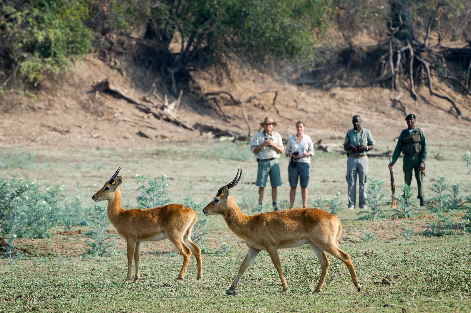 Zambia Activiteiten South Luangwa wandelsafari puku RPS.jpg - Jambo Safari Club