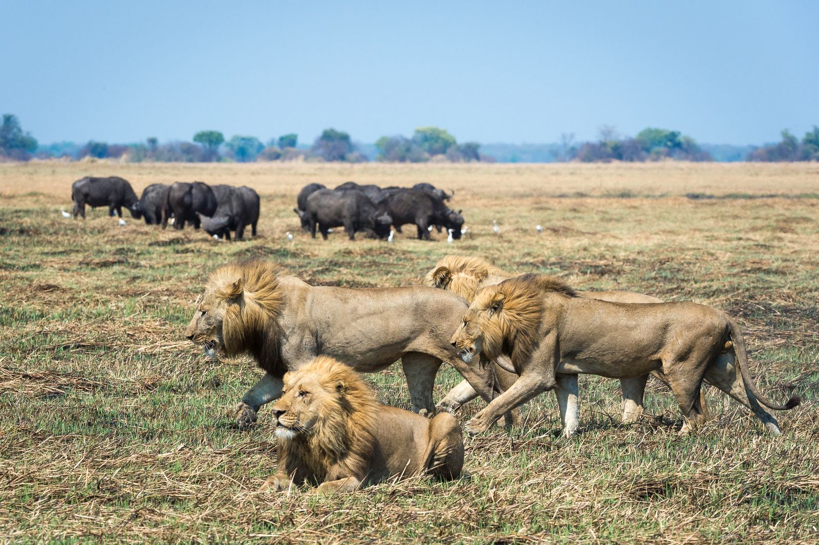 Zambia Wildlife Busanga Plains leeuwen buffels WS.jpg - Jambo Safari Club