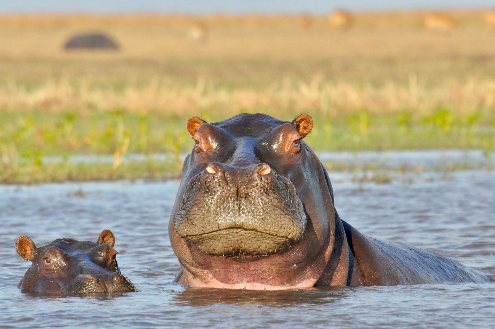 Zambia Wildlife Busanga Plains nijlpaard KS 3.jpg - Jambo Safari Club