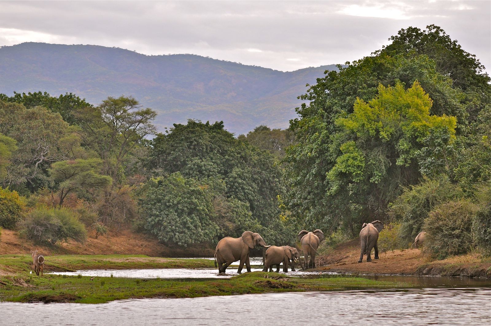 Zambia Wildlife Lower Zambezi olifanten KS 2.JPG - Jambo Safari Club