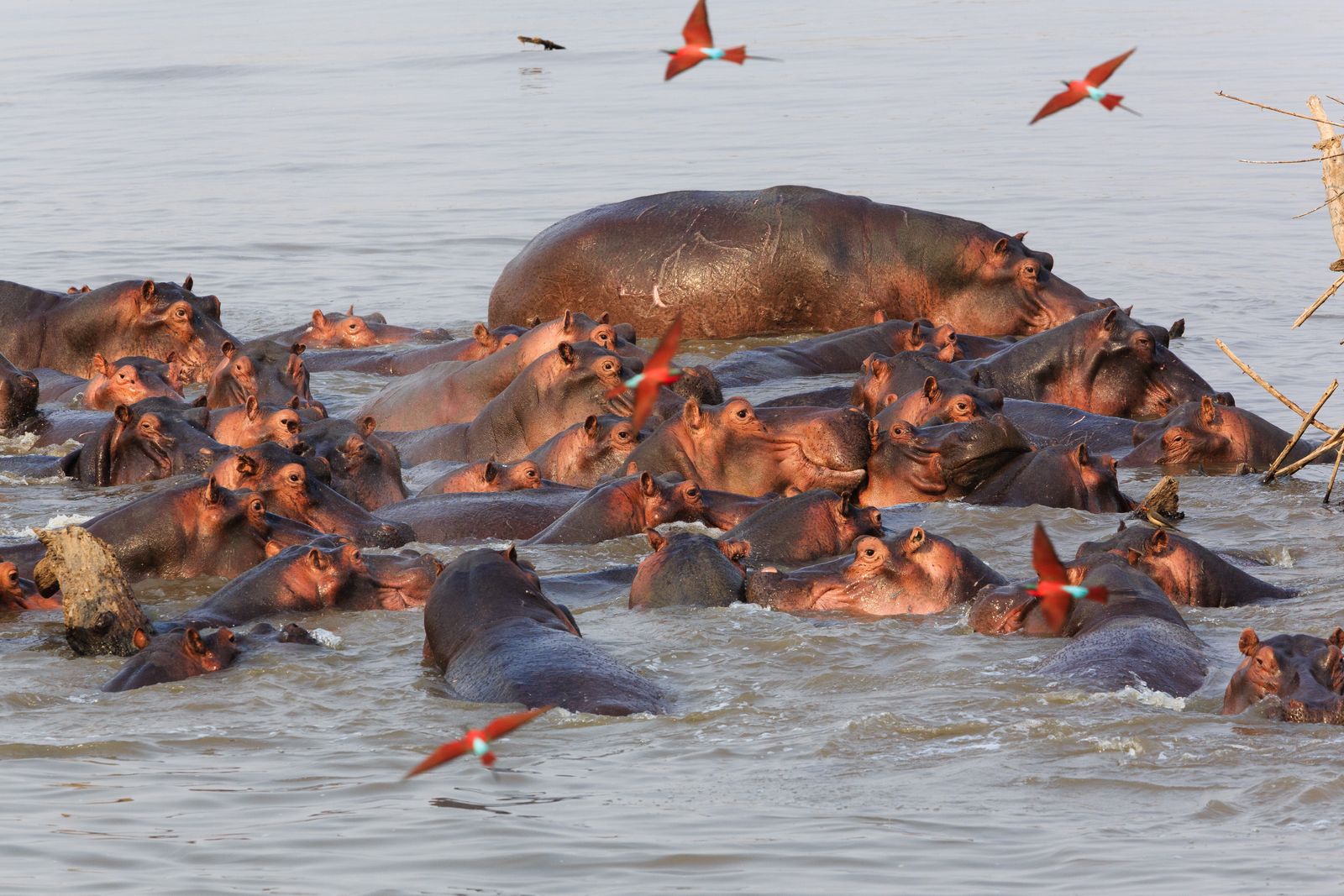 Zambia Wildlife South Luangwa nijlpaarden SS 2.jpg - Jambo Safari Club