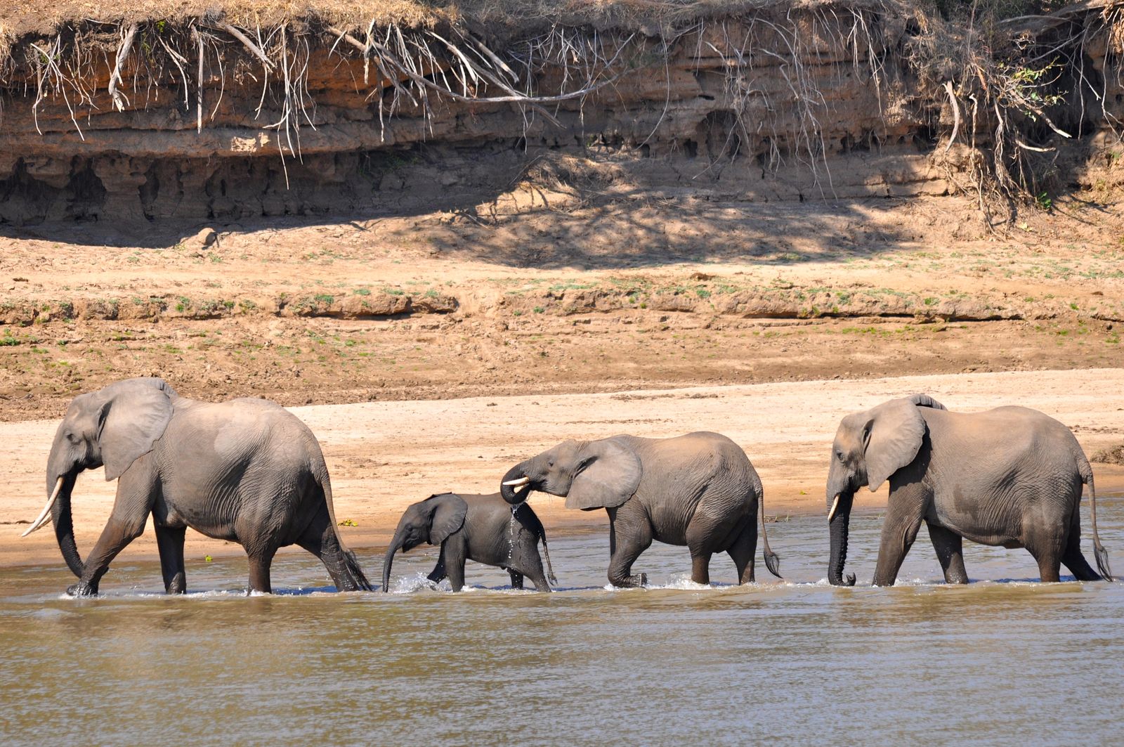 Zambia Wildlife South Luangwa olifanten in rivier KS 2.JPG - Jambo Safari Club