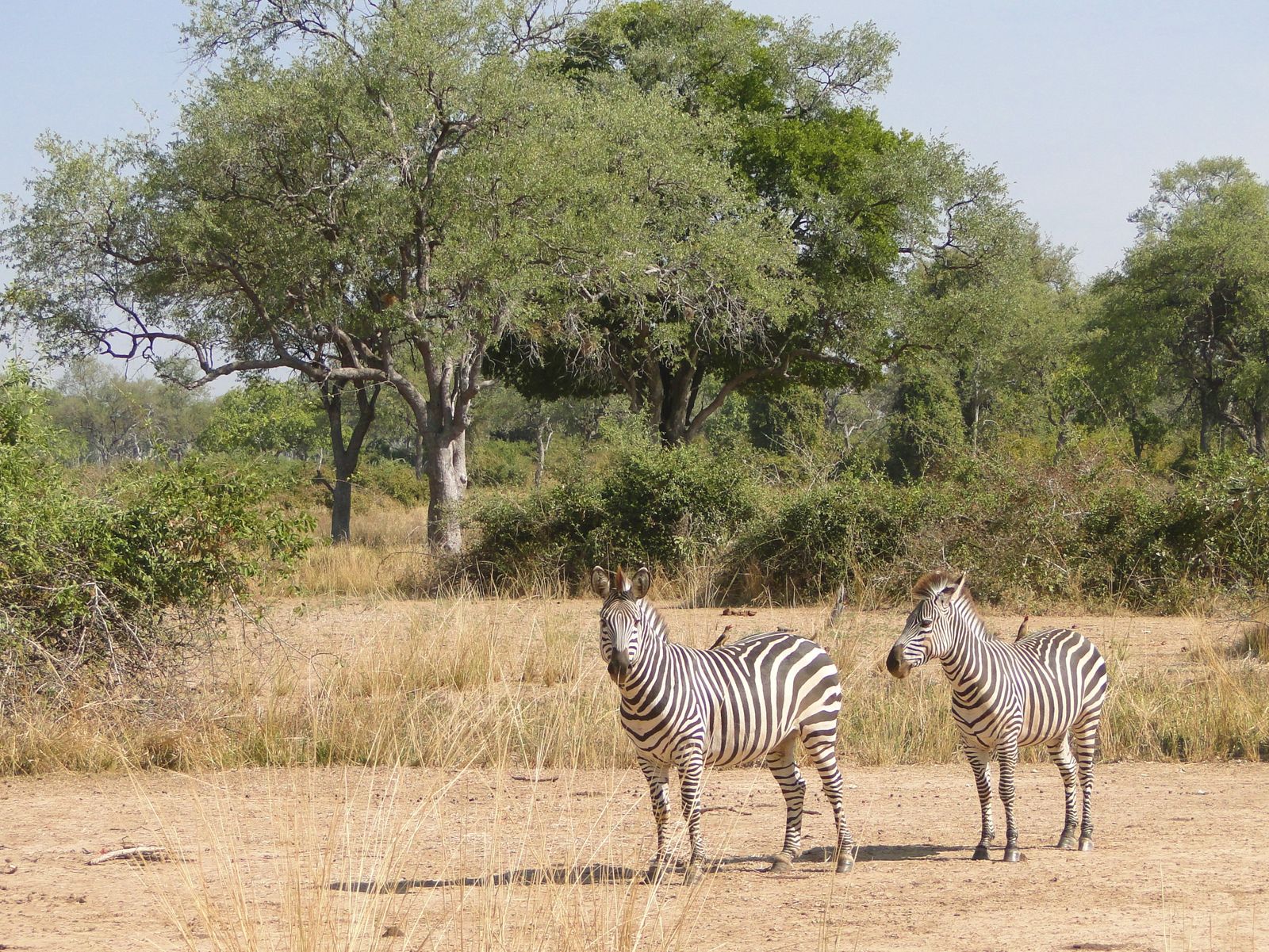 Zambia Wildlife South Luangwa zebras MC.JPG - Jambo Safari Club