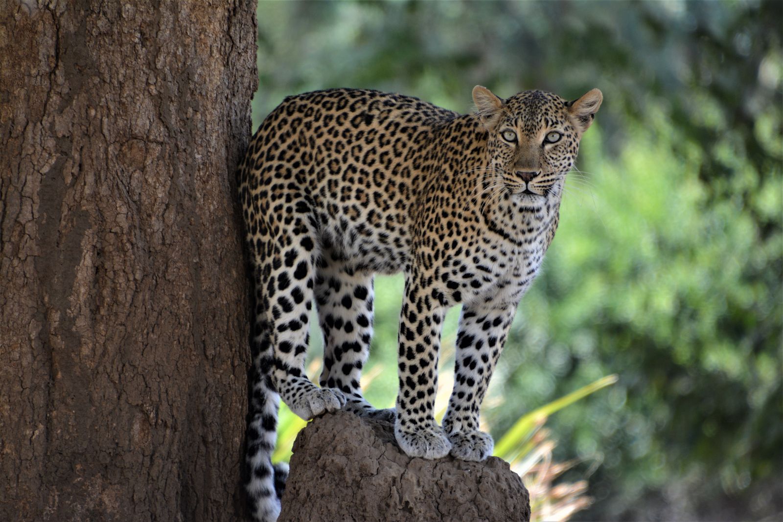 Zambia Wildlife luipaard LB 4.JPG - Jambo Safari Club