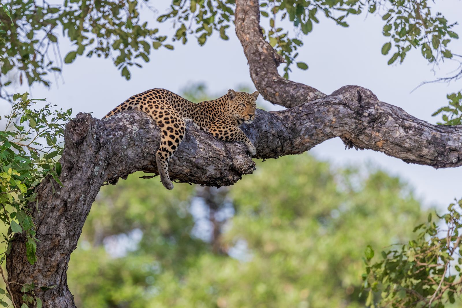 Zambia Wildlife luipaard SH 1011296299.jpg - Jambo Safari Club