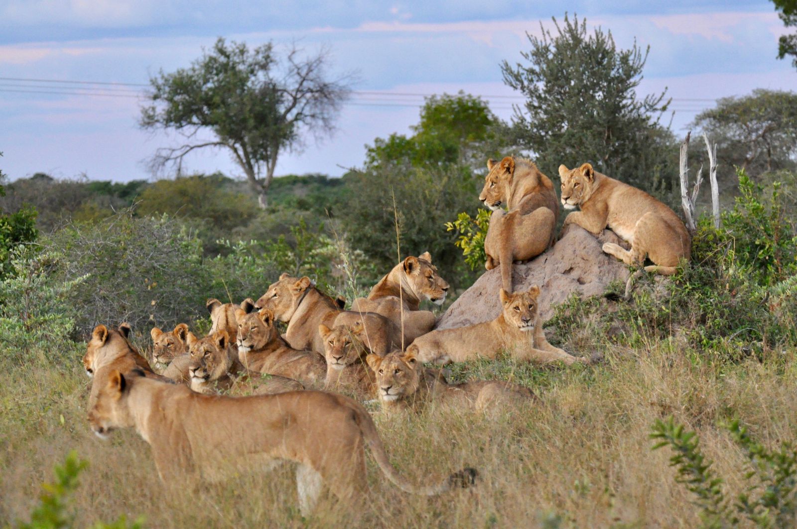 Zimbabwe Wildlife Hwange leeuwen KS 10.jpeg - Jambo Safari Club