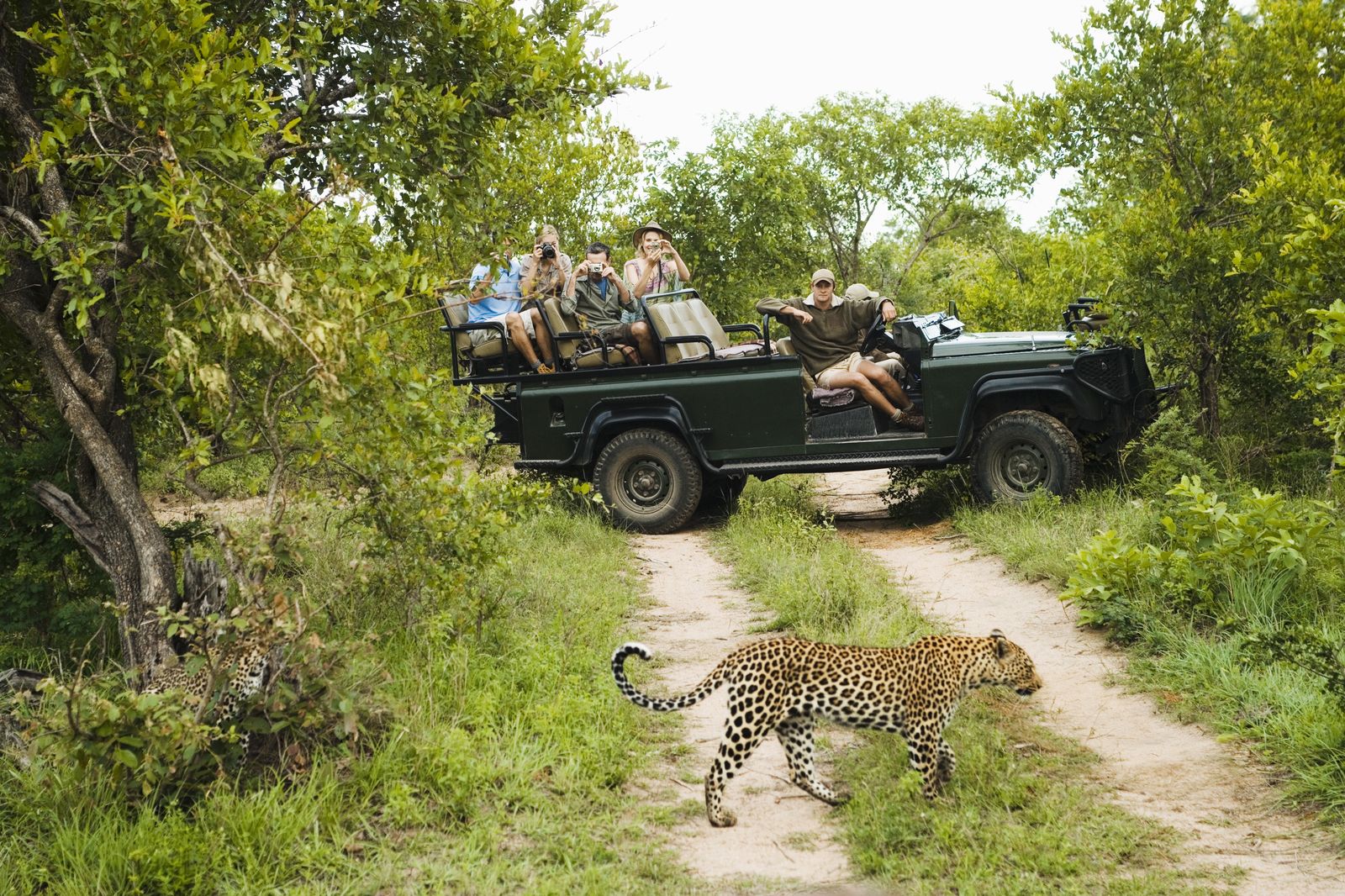 Zuid Afrika Activiteiten Gamedrive Luipaard SH 1.jpg - Jambo Safari Club