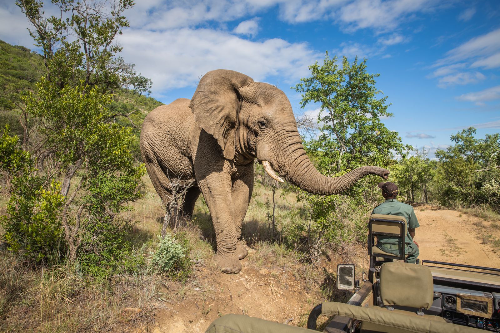 Zuid Afrika Activiteiten Gamedrive Mkuze Olifant SH 75948030.jpg - Jambo Safari Club