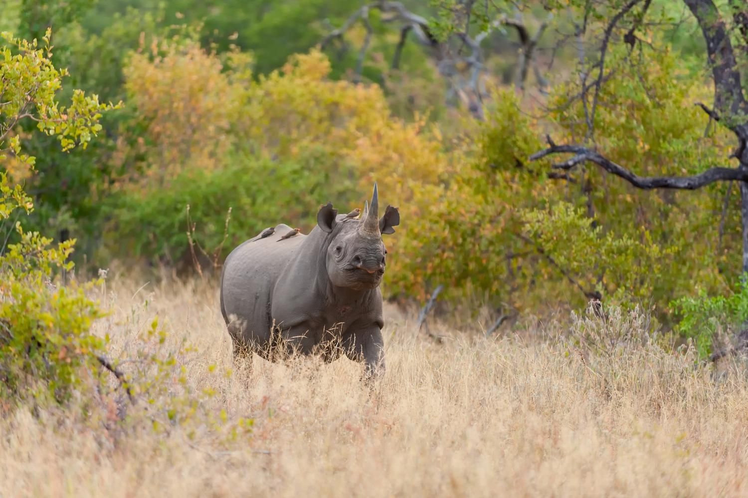 Zuid Afrika Balule Pondoro Game Lodge Neushoorn WE.jpg - Jambo Safari Club