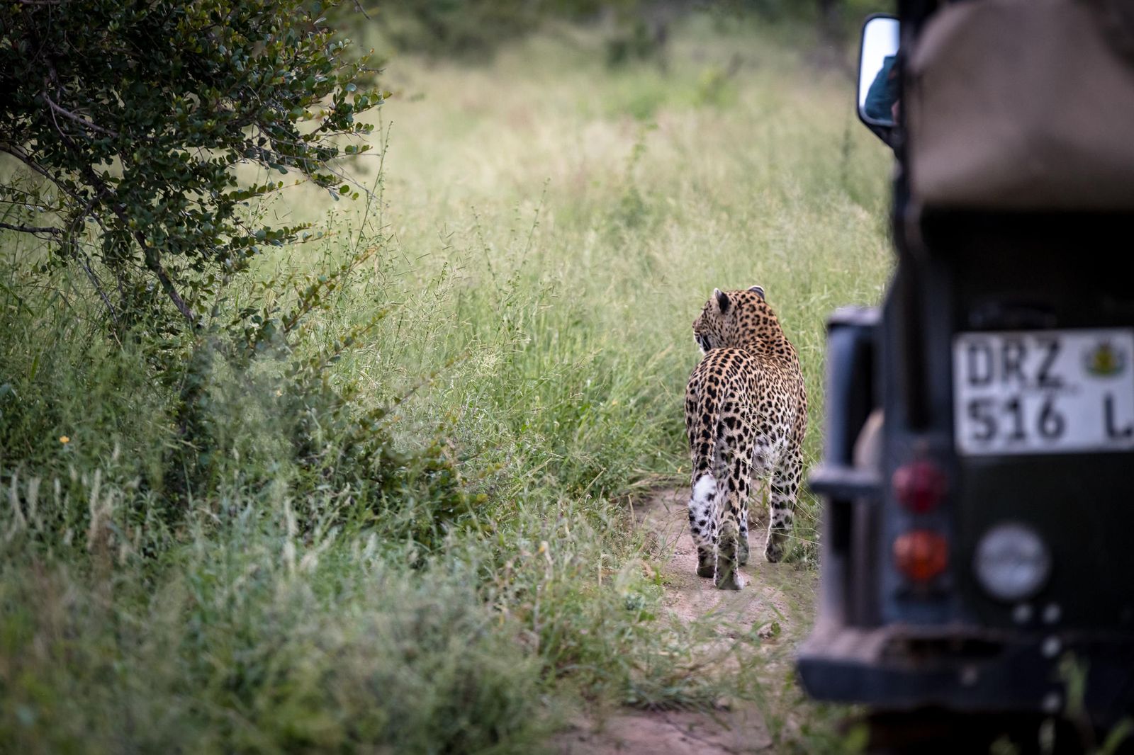 Zuid Afrika Kruger Klaserie Africa on Foot Activiteit Gamedrive Voertuig Luipaard WE.jpg - Jambo Safari Club