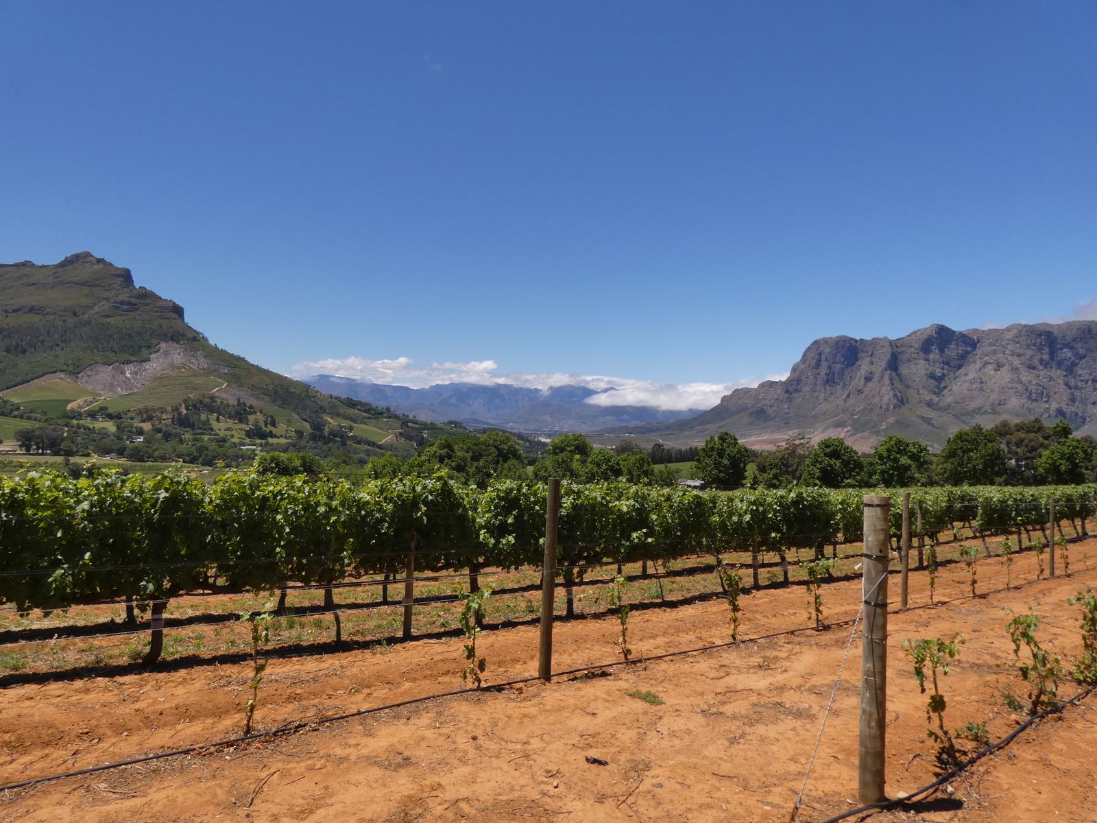 Zuid Afrika Landschap Winelands Stellenbosch Wijngebied VB.JPG - Jambo Safari Club