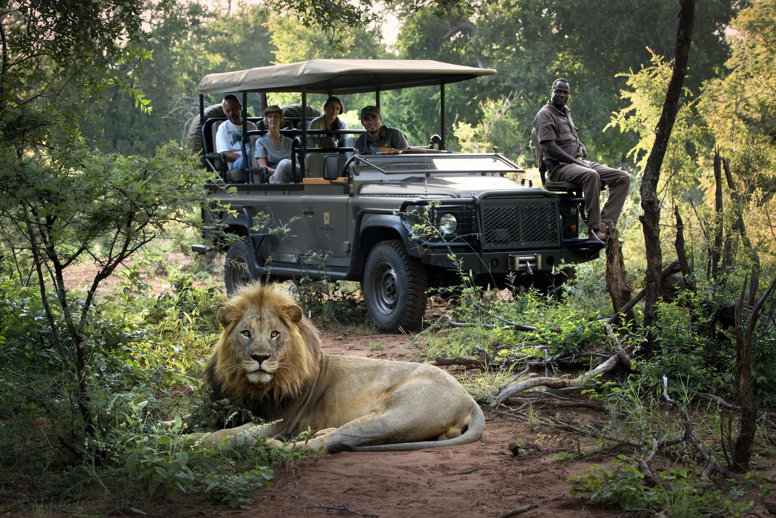 Zuid Afrika Madikwe Morukuru River House Activiteit Gamedrive Leeuw WE.jpg - Jambo Safari Club